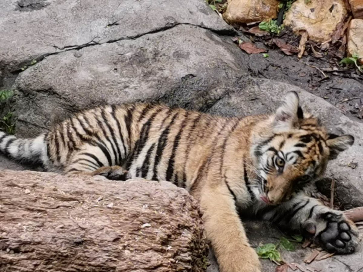 Animals at Chimelong Safari Park in Panyu, Guangzhou